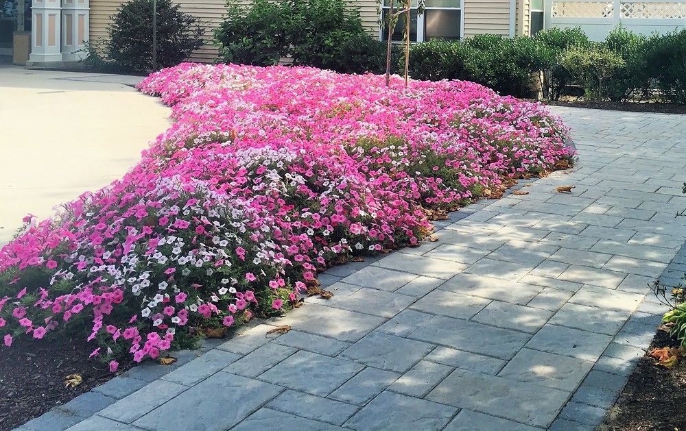 Vacation Village In The Berkshires Hancock Dış mekan fotoğraf Petunia x hybrida